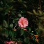 Ingredient Edit: Camellia Extract